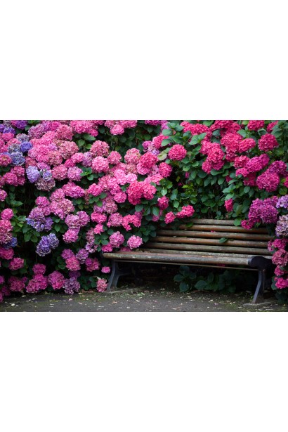 Гортензія макрофіла Флорентіна в композиції 